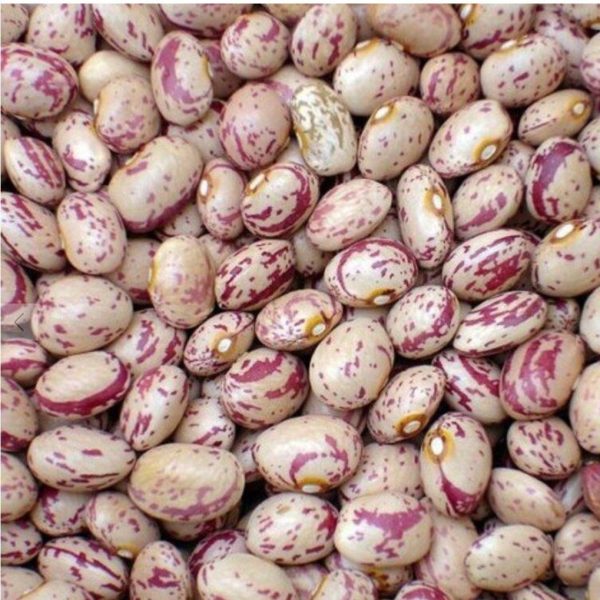 لوبیا چیتی فله
